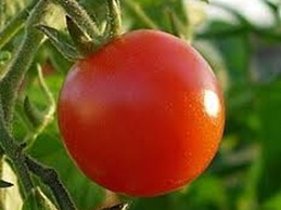 Tomato